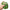 Green Pumpkin Taba Squishy